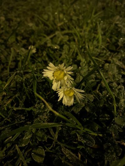 [slika]