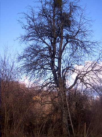 [slika]